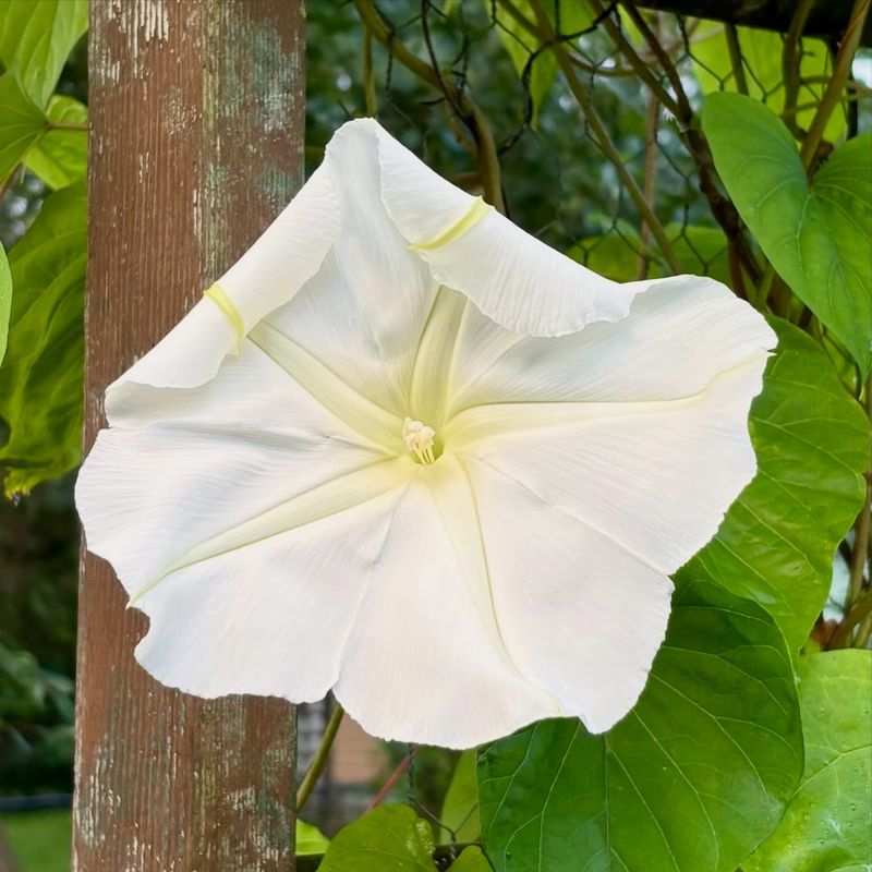 Ipomoea alba turns an evening garden into the main event