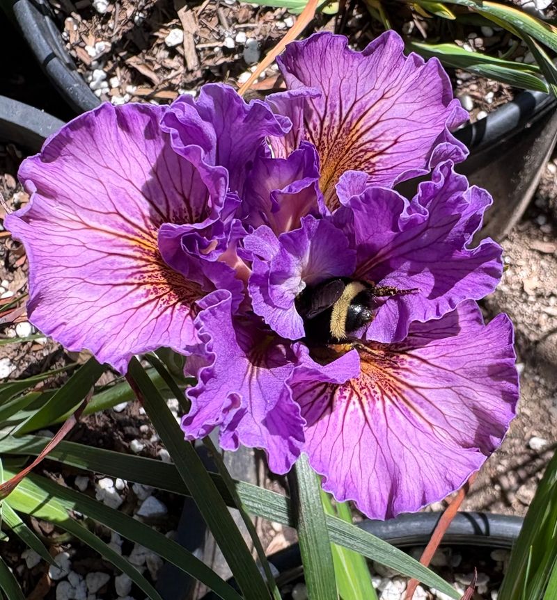 Iris (Bearded and Pacific Coast)