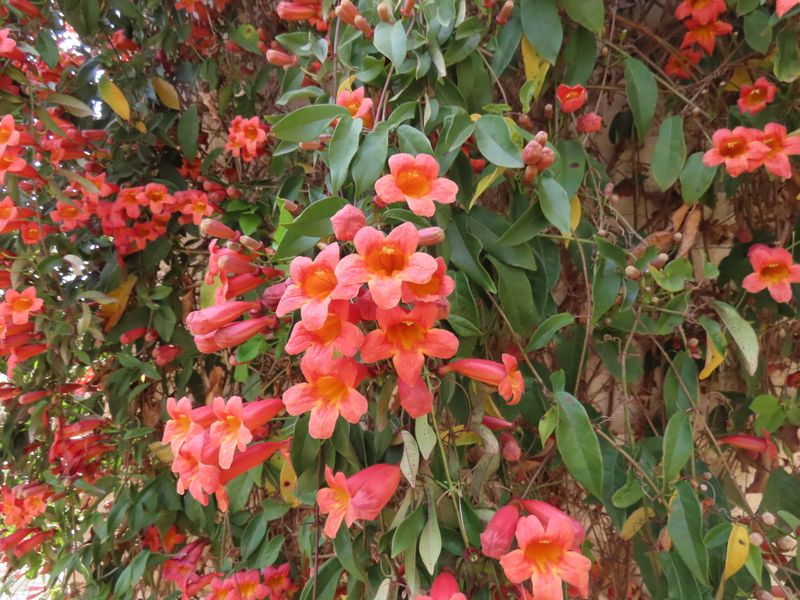 Is crossvine right for your part of Texas? Is crossvine right for your part of Texas?