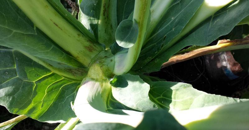 Is it buttoning or a failed growing point?