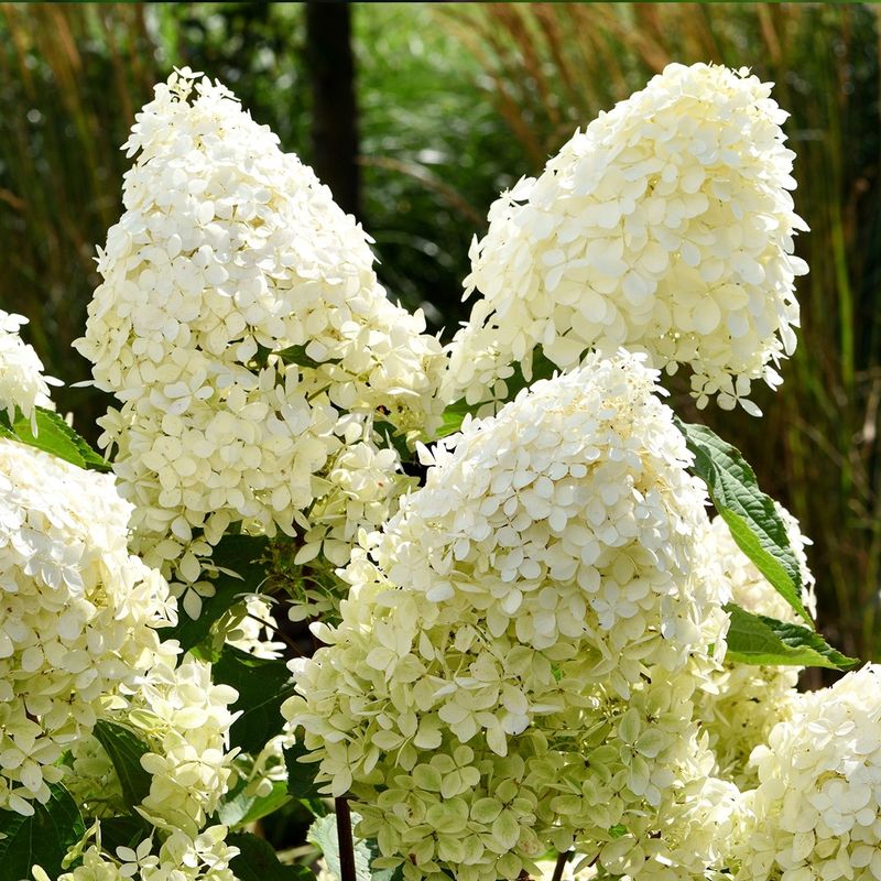 Is it really a panicle hydrangea?