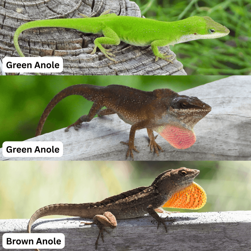 Is that brown lizard actually a brown anole?