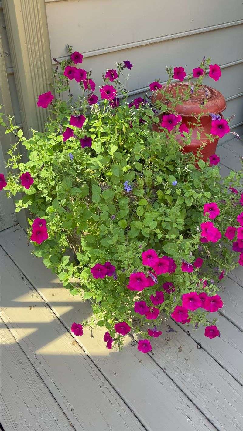 Is your petunia trailing or truly leggy? Is your petunia trailing or truly leggy?