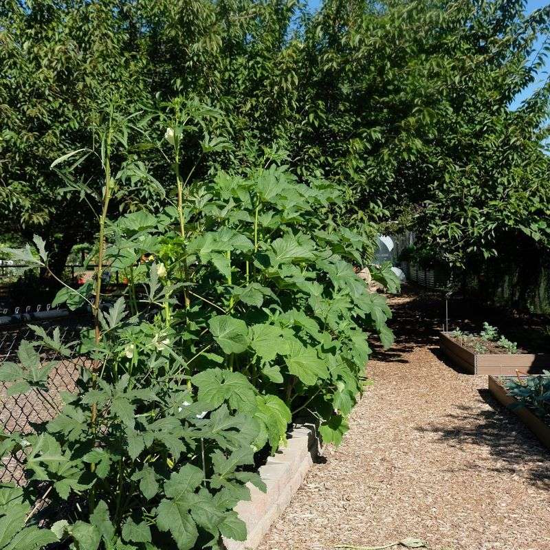 It Acts as a Living Sunshade for Tender Crops It Acts as a Living Sunshade for Tender Crops