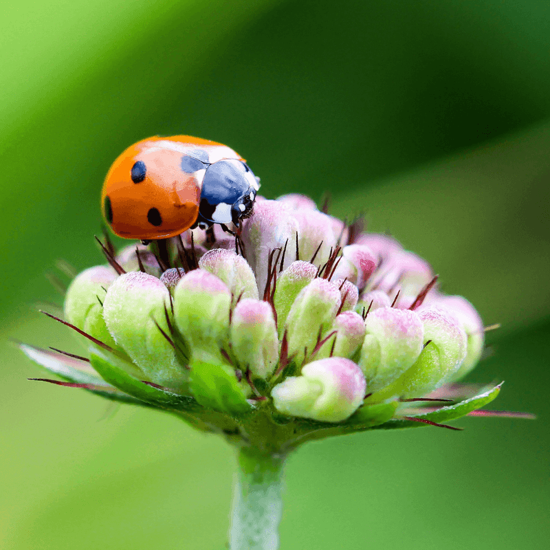 It Draws Beneficial Insects That Fight Pests It Draws Beneficial Insects That Fight Pests