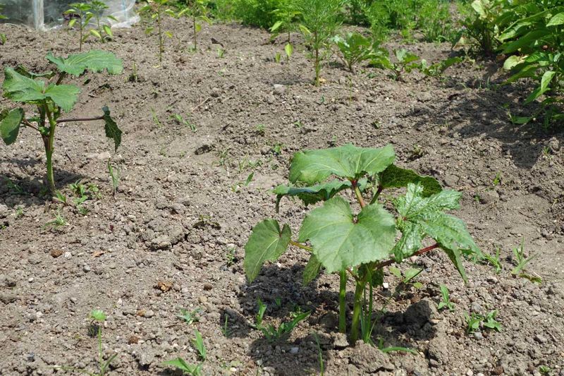 It Loosens and Improves Heavy Clay Soil It Loosens and Improves Heavy Clay Soil