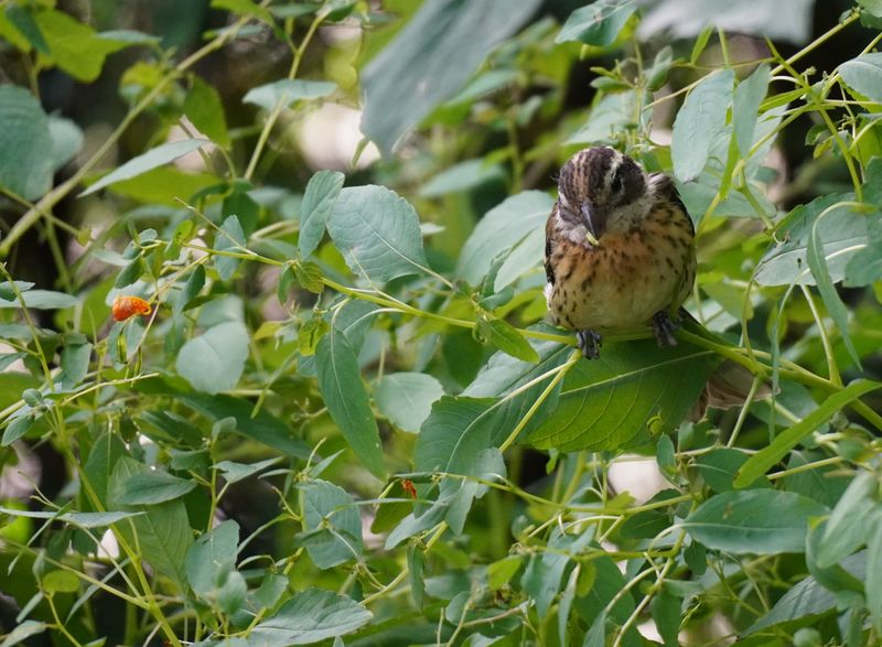 It Provides Late-Season Seeds for Birds It Provides Late-Season Seeds for Birds