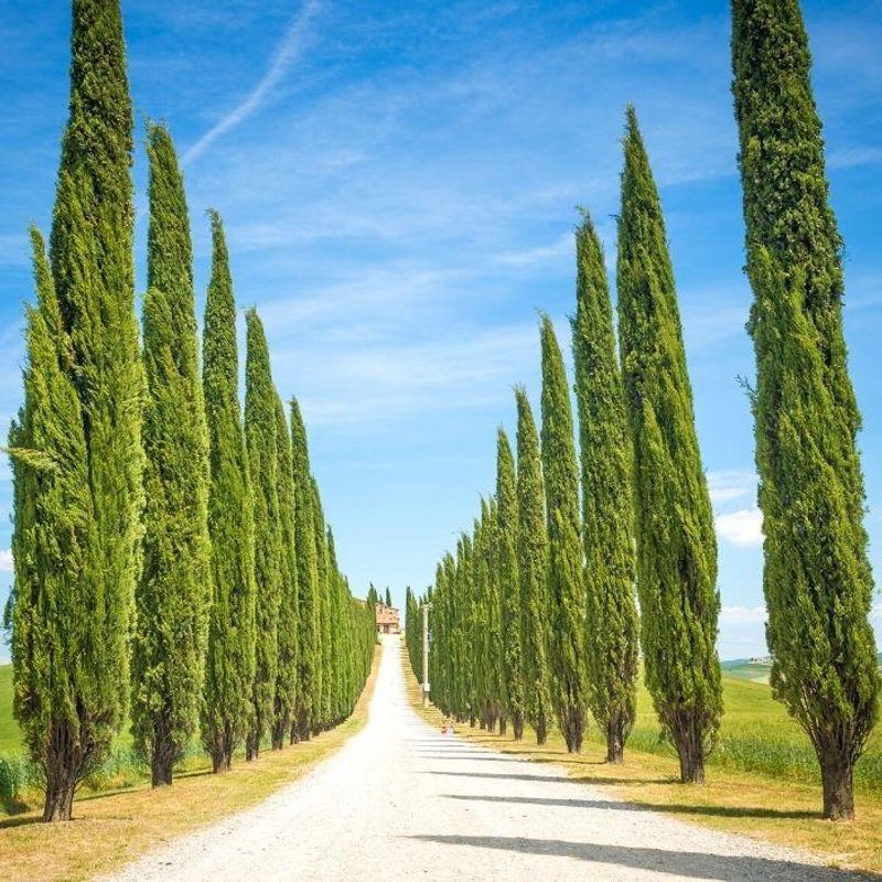 Italian Cypress (Cupressus sempervirens)
