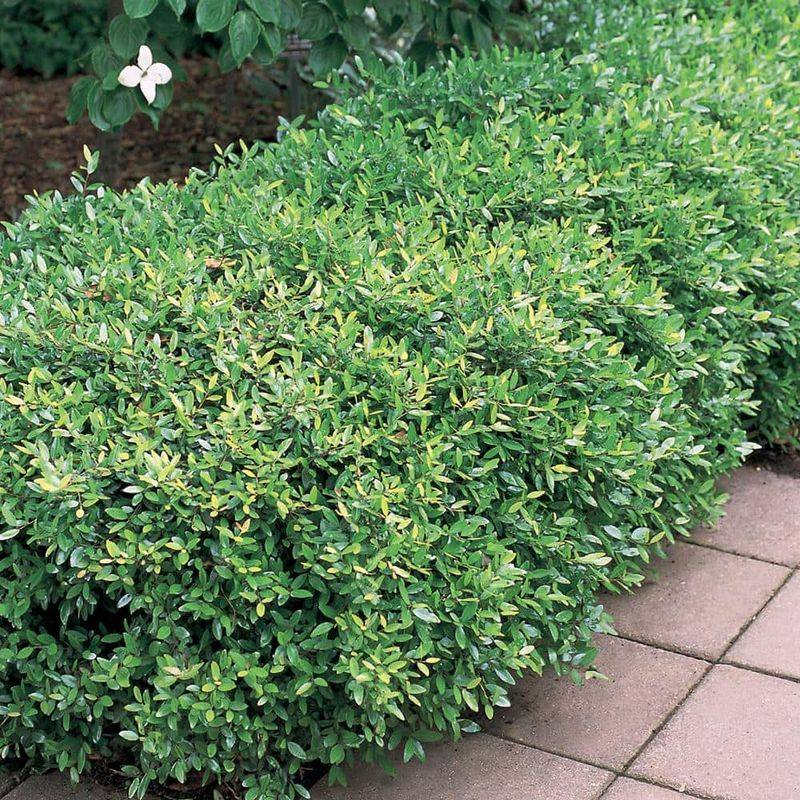 Its Documented Strengths Make It a Low-Maintenance Border Plant