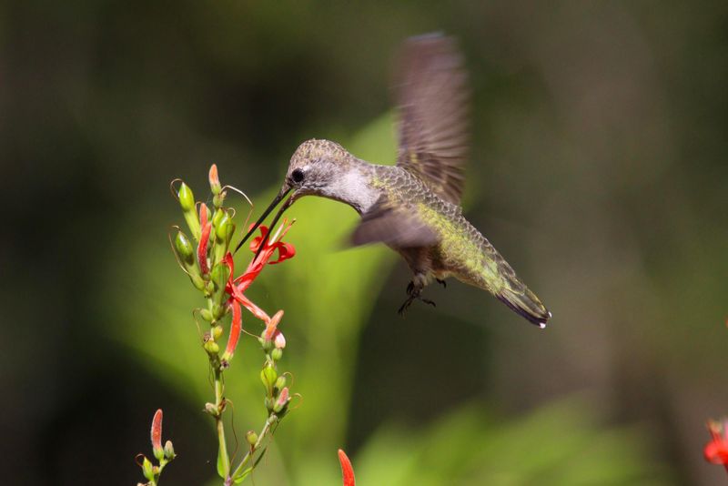 Its Flowers Can Support Seasonal Hummingbird Visits Its Flowers Can Support Seasonal Hummingbird Visits