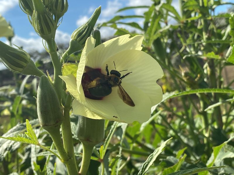 Its Flowers Feed Bees and Native Pollinators Its Flowers Feed Bees and Native Pollinators