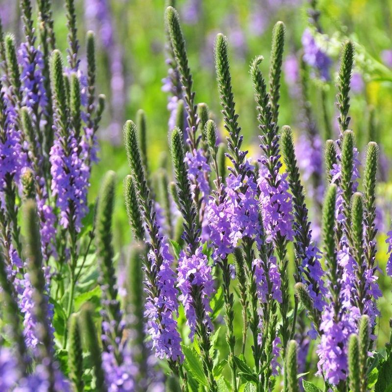 Its Flowers Offer a Modest Pollinator Resource Its Flowers Offer a Modest Pollinator Resource