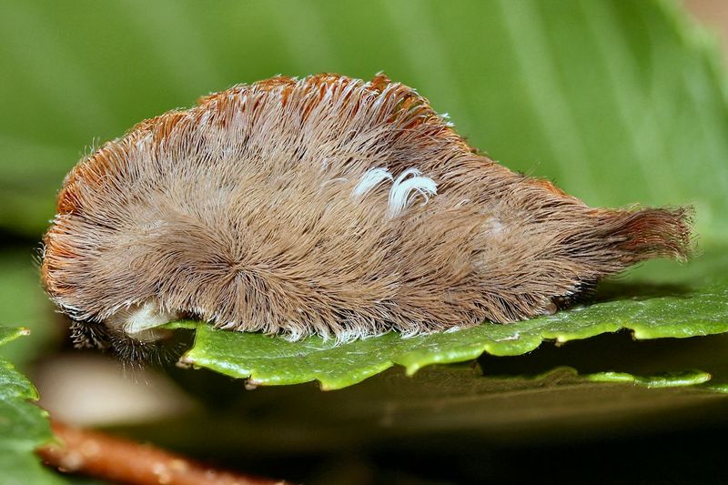 Its Fur Conceals Hollow Venomous Spines