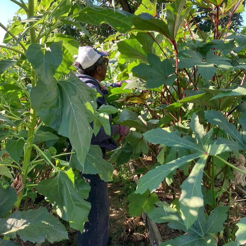 Its Tall Stalks Create Instant Garden Structure Its Tall Stalks Create Instant Garden Structure