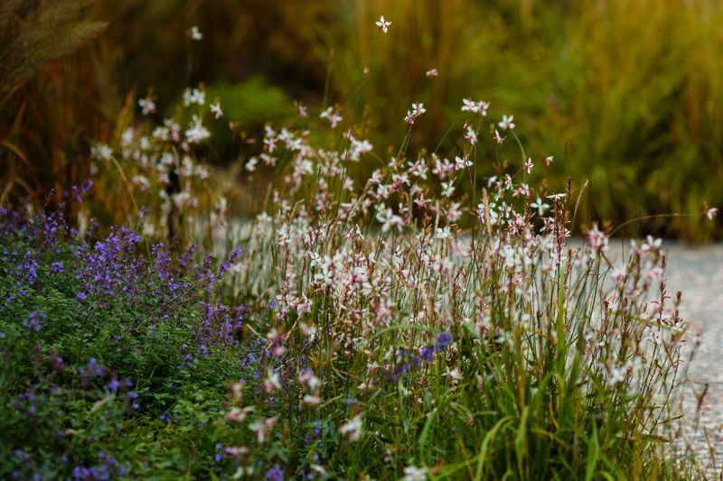Its airy flowers provide a long succession, not a solid white wall