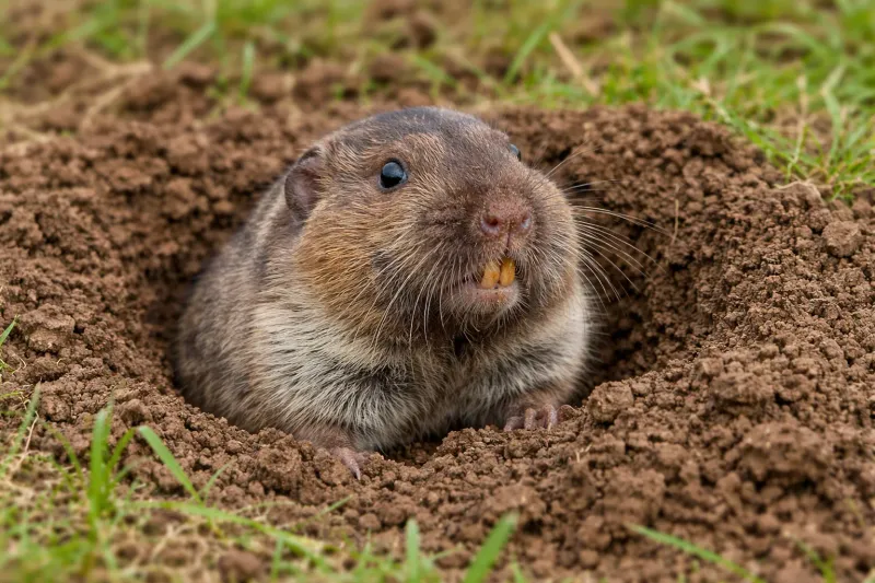 Its broad diet includes rodents, but not necessarily the pest damaging your beds