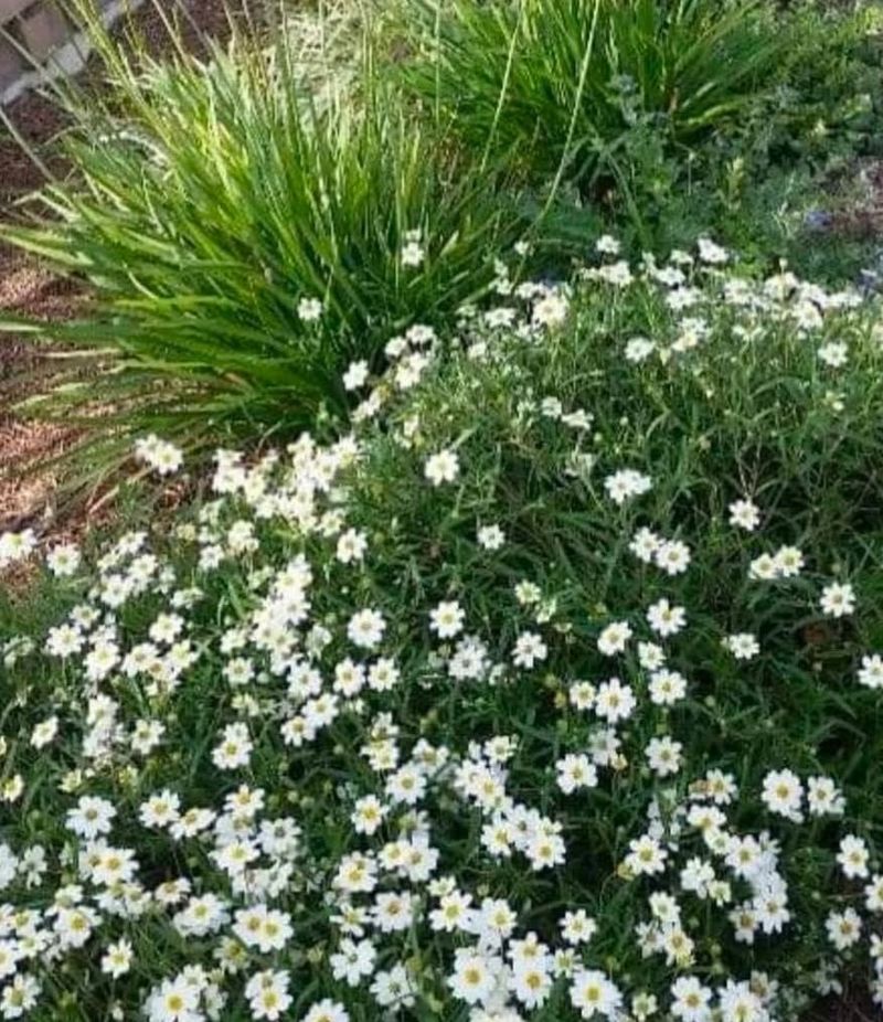 Its compact shape suits the front edge of a border