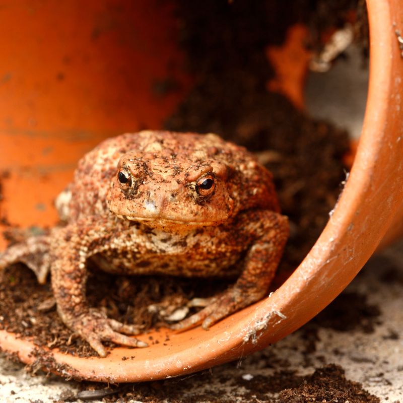 Its diet is broad and opportunistic, not a guarantee against slugs or earwigs