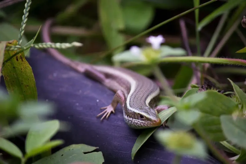 Its diet makes it a possible garden ally, not a pest-control service