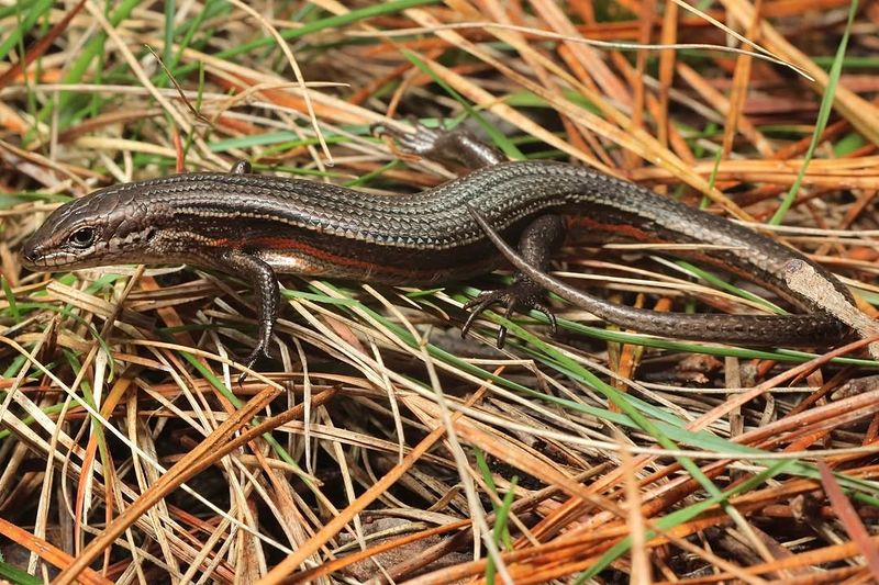 Its diet shows broad predation, not proven pest control Its diet shows broad predation, not proven pest control