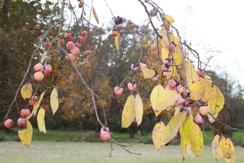 Its documented wildlife benefits span three seasons