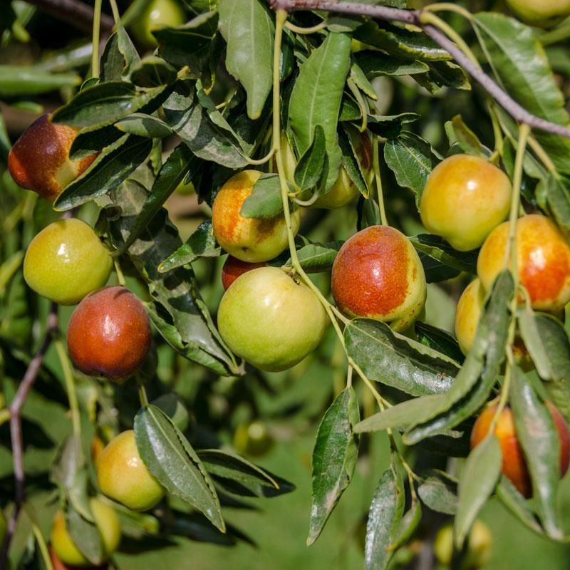 Its flowering and ripening pattern suit a long, hot season