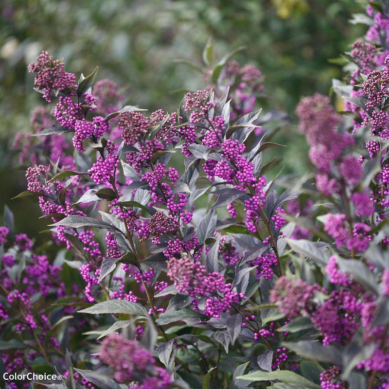 Its late-season timing creates the useful color Its late-season timing creates the useful color