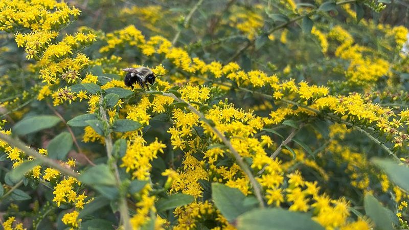 Its pollinator value does not make it the ragweed villain