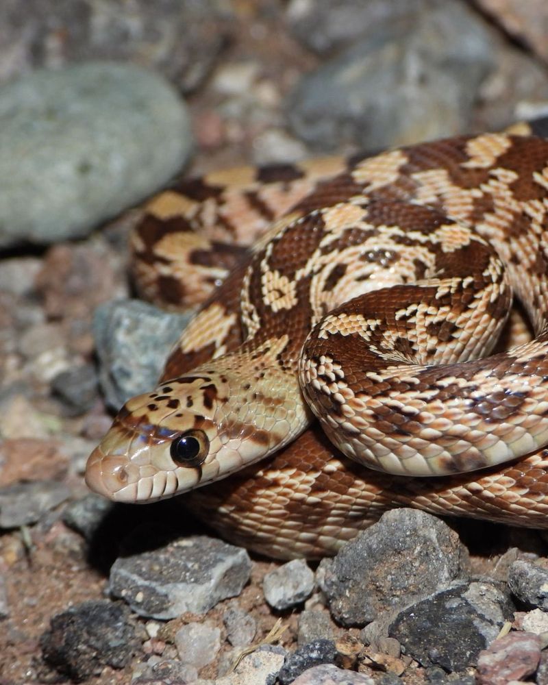 Its rattlesnake imitation is a defensive warning