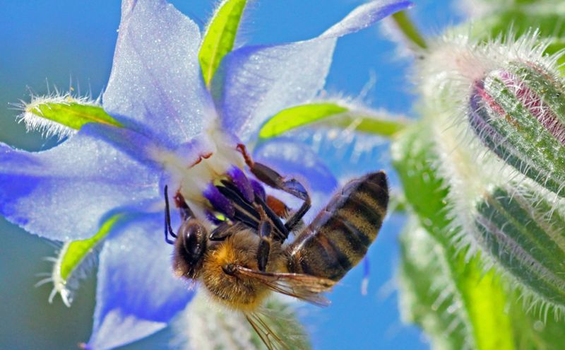 Its strongest case is the flowers bees visit