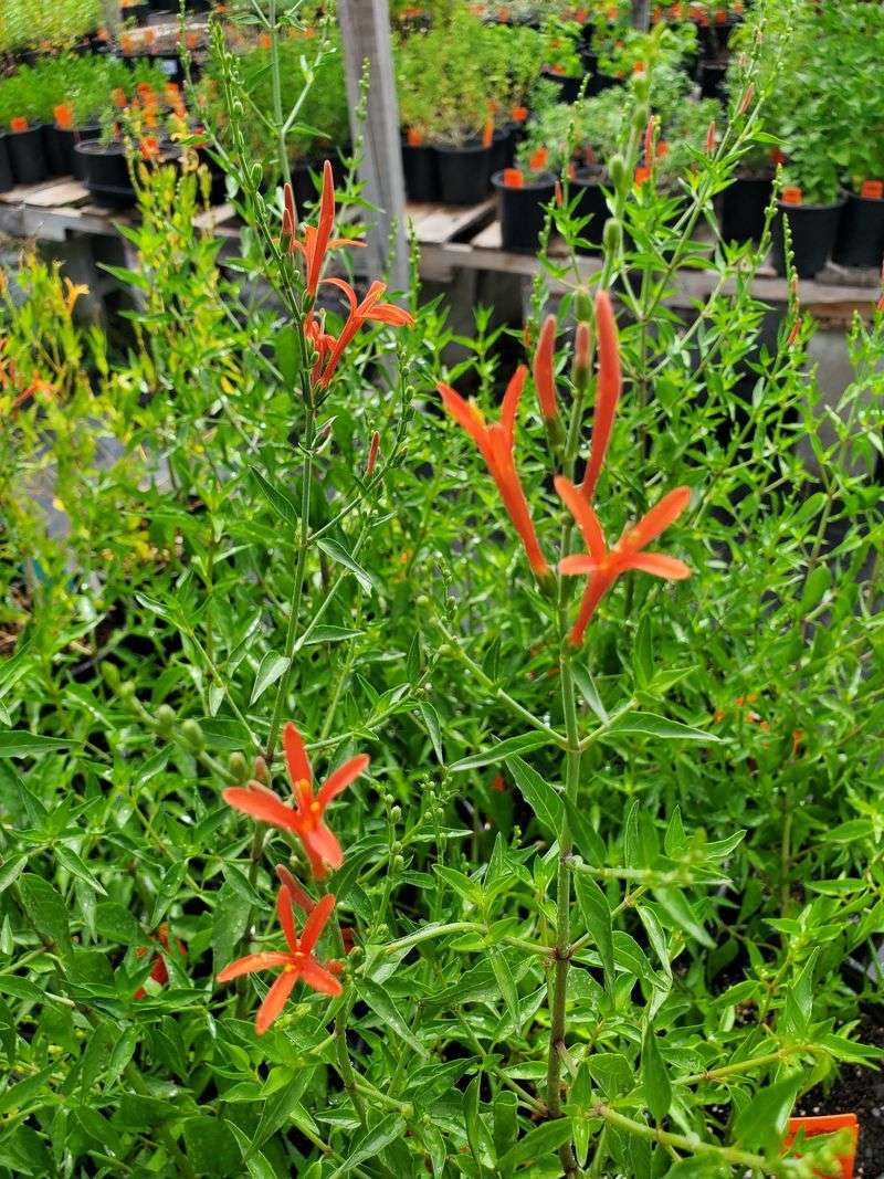Its tubular flowers extend the garden’s late-season show