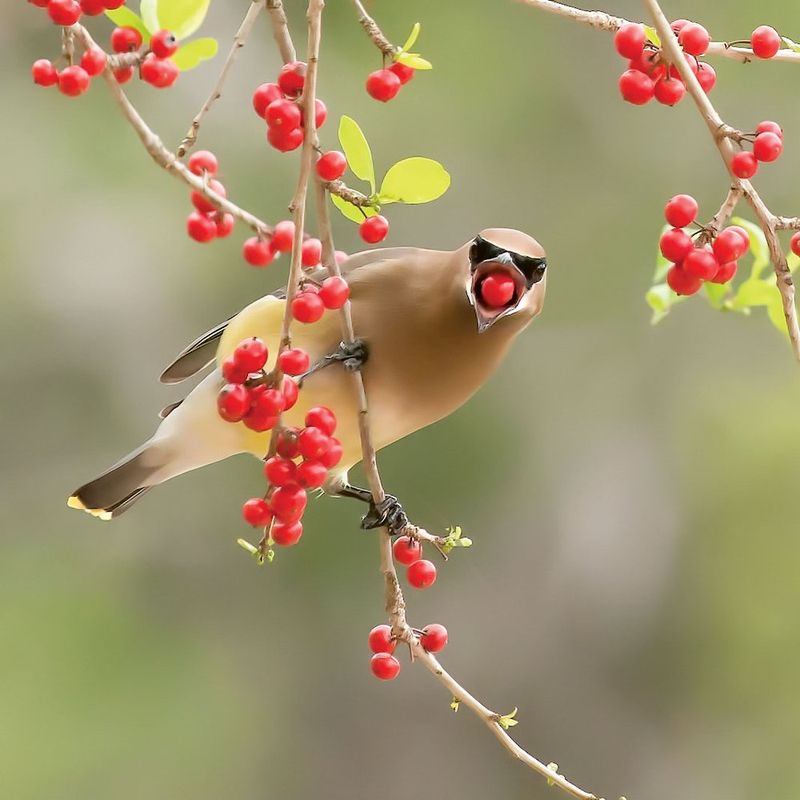 Its wildlife resources arrive in different seasons Its wildlife resources arrive in different seasons
