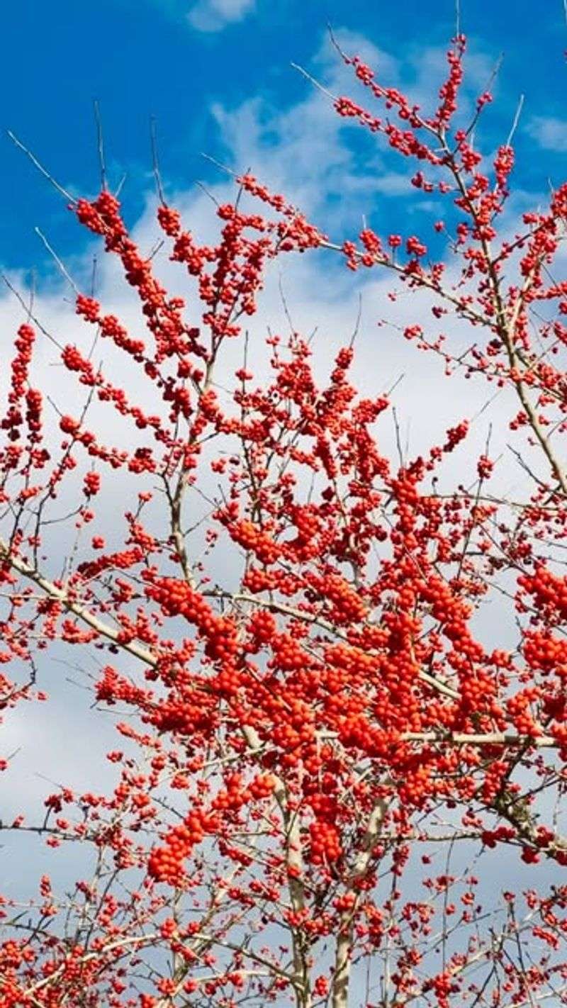 Its winter berries can keep food visible after the leaves fall