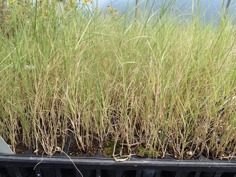 Izel Native Plants