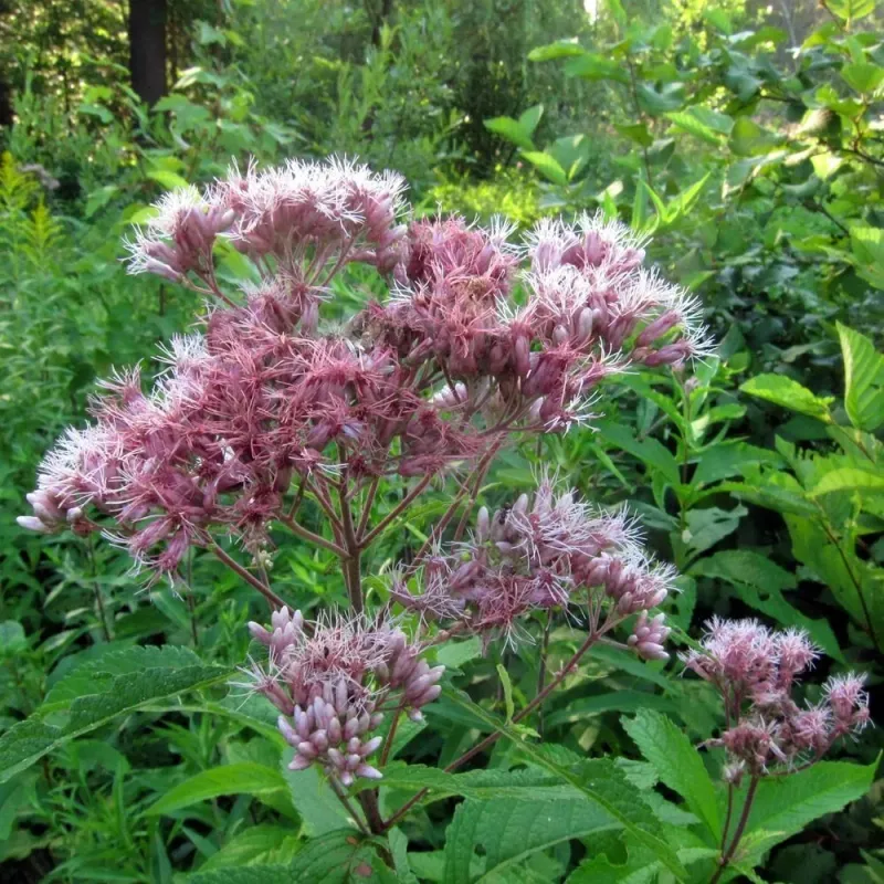 Joe-Pye Weed (Eutrochium purpureum)