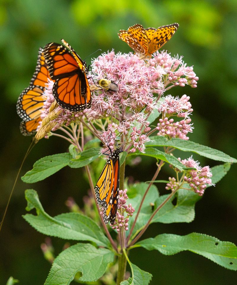 Joe-Pye Weed Joe-Pye Weed