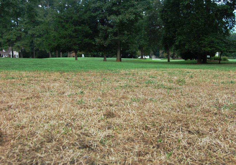 Judge Recovery by Turf Condition, Not the Calendar