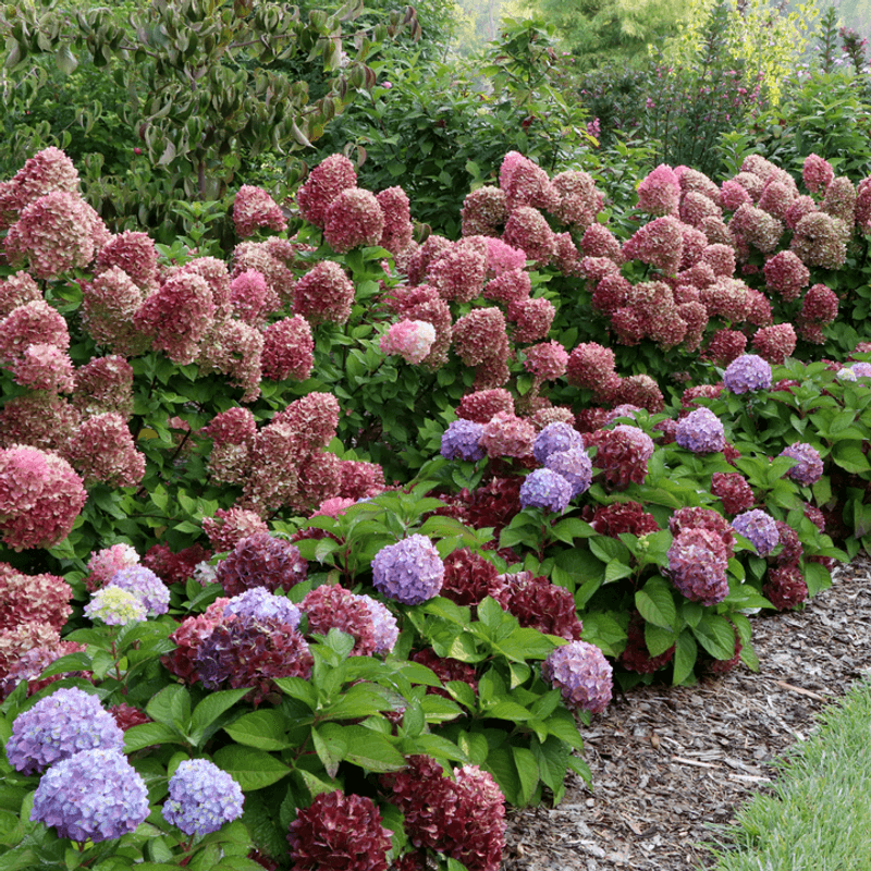 Judge new flowers on the right timetable