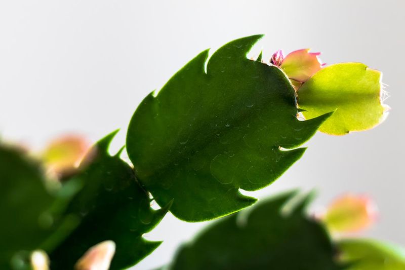 Judge plant recovery separately from flowering