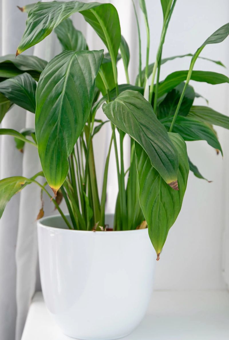 Judge recovery by clean new growth