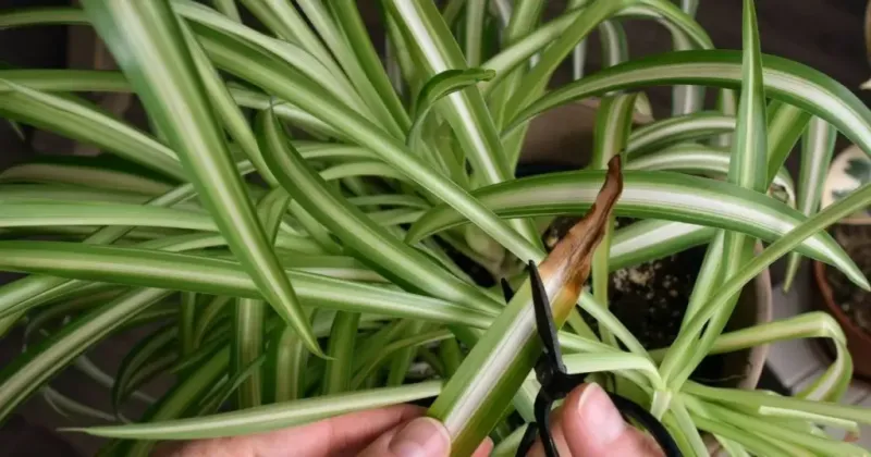 Judge recovery by healthy new growth, not greened-up old leaves