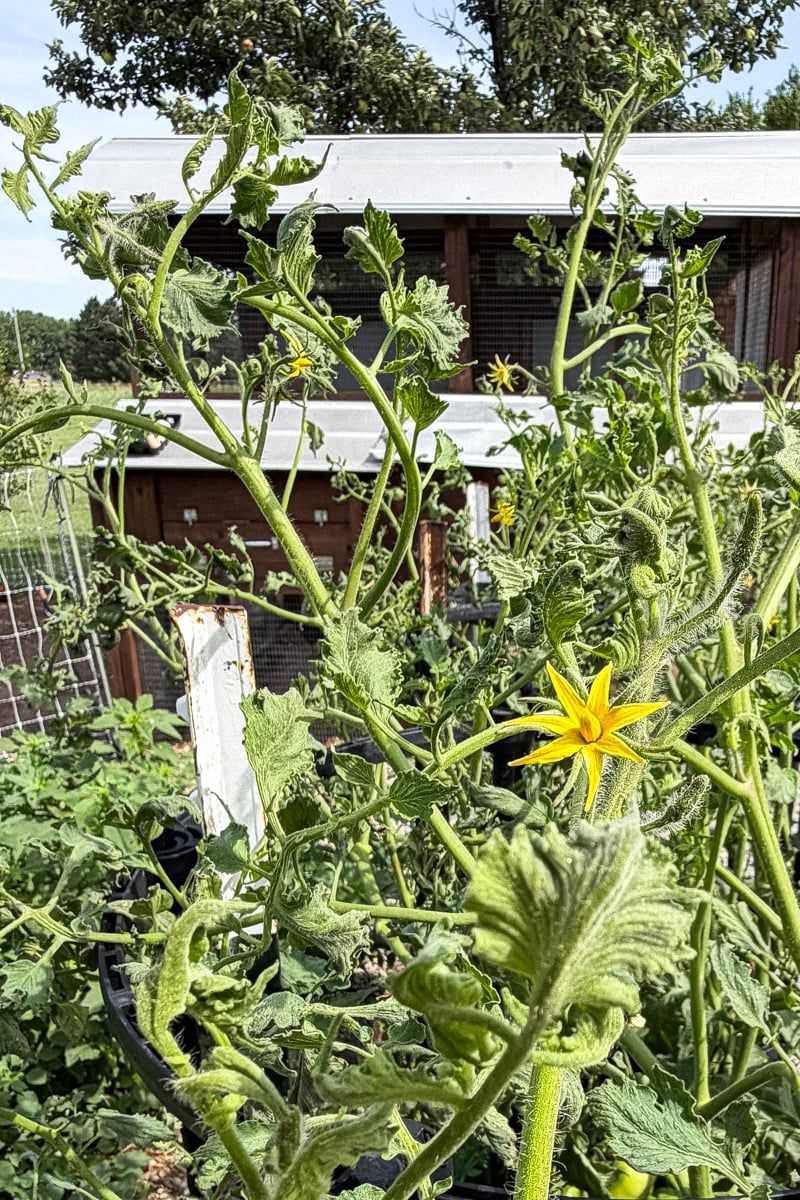 Judge recovery by new growth and overall vigor
