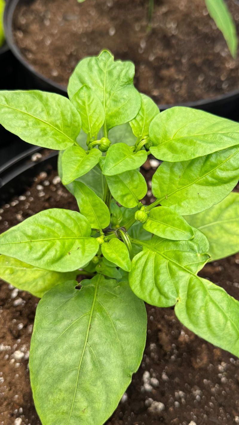 Judge recovery by new growth, not old leaf damage Judge recovery by new growth, not old leaf damage