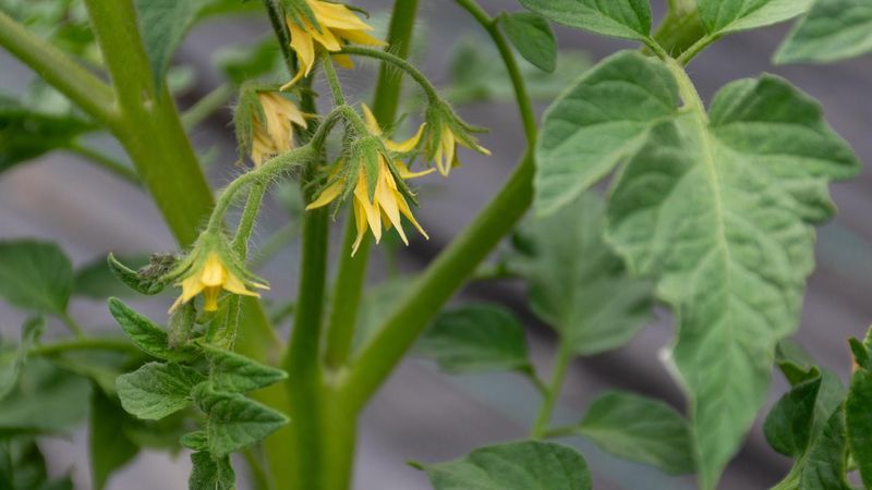 Judge recovery by the next flowers