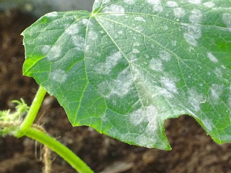 Judge the plant by its remaining healthy canopy