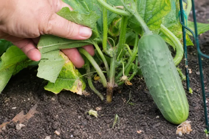 Judge the response by new growth and overall vigor