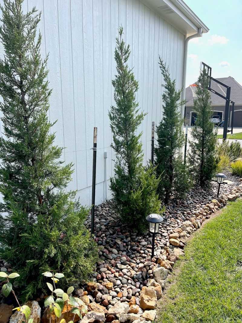 Juniper Shrubs