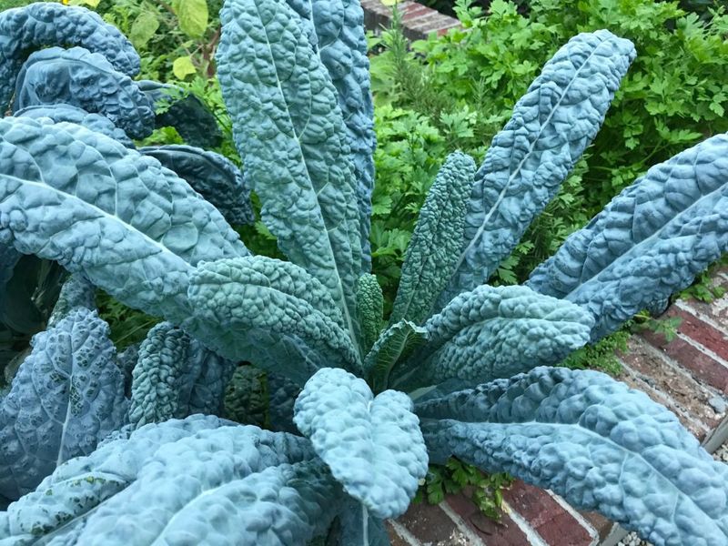 Kale