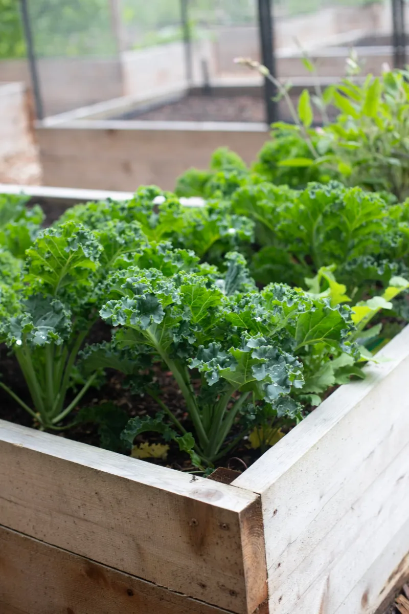 Kale