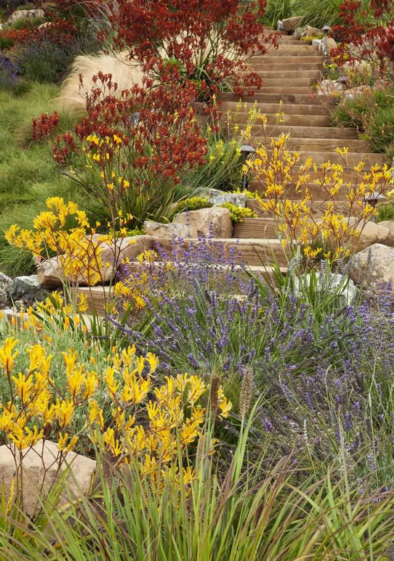 Kangaroo Paw (Anigozanthos)